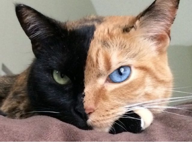 Most Popular Cats of Instagram| Cat Instagram Accounts You Should Follow